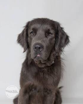Finley -  Newfoundland Dog Dog for Adoption in Tuscaloosa, Alabama - Finley | PetCurious