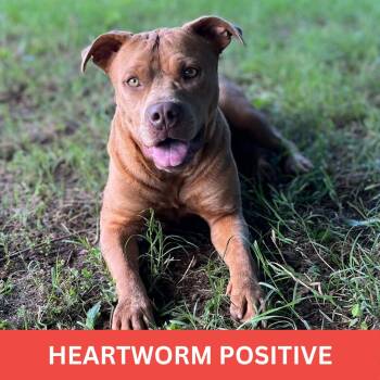 Daisy -  Pit Bull Terrier and American Staffordshire Terrier Dog for Adoption in Tishomingo, Oklahoma - Daisy | PetCurious