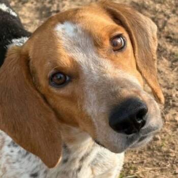 English Coonhound Dogs Available for Adoption in Tunica, Mississippi - Macy  | PetCurious