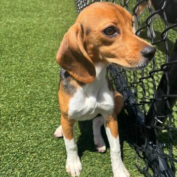 BBE6 2199 aka Mary Anne -  Beagle Dog for Adoption in Loxahatchee Groves, Florida - BBE6 2199 Aka Mary Anne | PetCurious