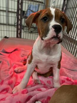 American Staffordshire Terrier Dogs Available for Adoption - Stella - Golden Hour Litter | PetCurious