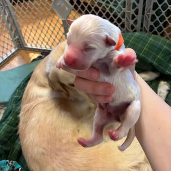 Mixed Breed Dogs Available for Adoption - Yeti Now Carson | PetCurious