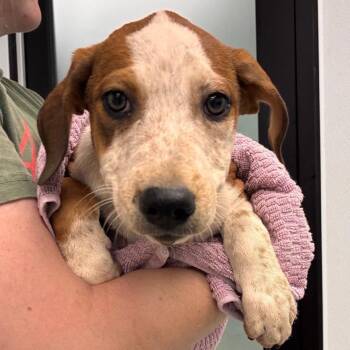 East -  Mixed Breed Dog for Adoption in Abilene, Texas - East | PetCurious
