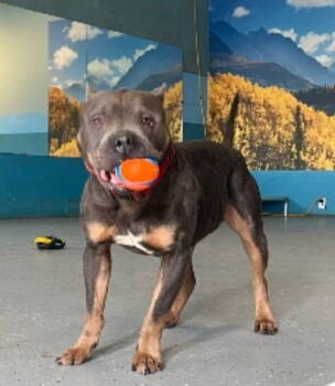 Rescue Pit Bull Terrier Dogs for Adoption in Sanford, Florida - Blue | PetCurious