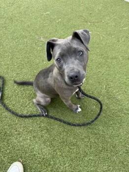 Manatee -  Mixed Breed Dog for Adoption in Atlanta, Georgia - Manatee | PetCurious