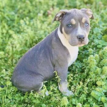 Pit Bull Terrier Dogs Available for Adoption - Tatum | PetCurious