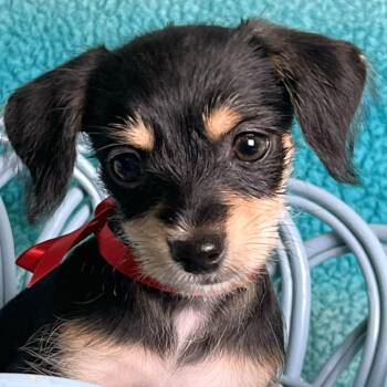 Chihuahua and Dachshund Dogs Available for Adoption in Boerne, Texas - Frankenstein | PetCurious