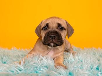 Summer Sips: Tang -  Boxer and Pit Bull Terrier Dog for Adoption in Palo Alto, California - Summer Sips: Tang | PetCurious