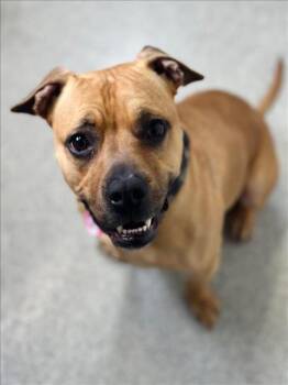 Boxer and Mixed Breed Dogs Available for Adoption - KONA | PetCurious