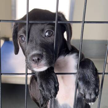 Mastiff and Mixed Breed Dogs Available for Adoption in Bradenton, Florida - Petunia | PetCurious