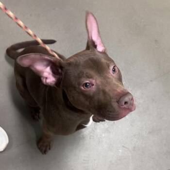 Mixed Breed Dogs Available for Adoption in Asheville, North Carolina - Plot Twist | PetCurious