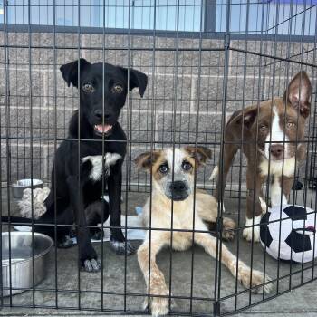 Arabella -  Terrier Dog for Adoption in Fort Collins, Colorado - Arabella | PetCurious