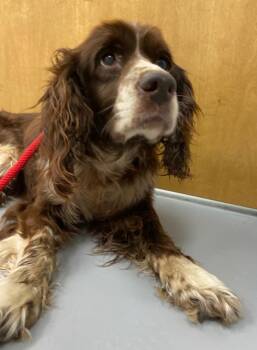 Stabler -  Cocker Spaniel Dog Available for Adoption in Hartsville, South Carolina - Stabler | PetCurious