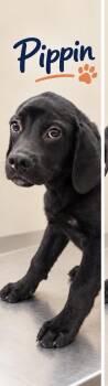 Pipin ( Foster tonAdopt) -  Labrador Retriever and Great Dane Dog for Adoption - Pipin ( Foster TonAdopt) | PetCurious