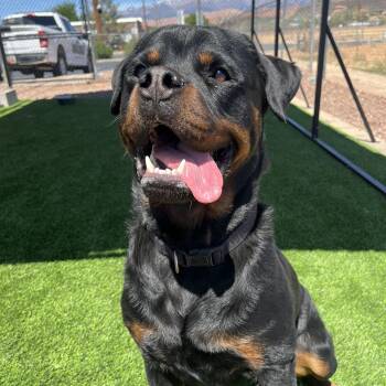 Rottweiler Dogs Available for Adoption in Washington, Utah - Cupcake | PetCurious