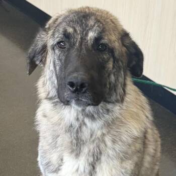 Bonita -  Anatolian Shepherd Dog for Adoption in Normal, Illinois - Bonita | PetCurious