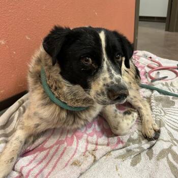 Mr. Robot -  Border Collie and Mixed Breed Dog for Adoption in Flagstaff, Arizona - Mr. Robot | PetCurious