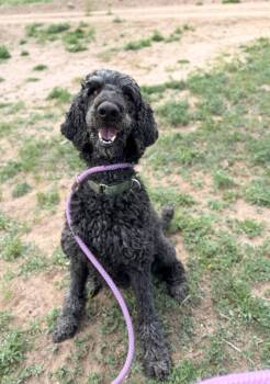 Honey -  Standard Poodle Dog for Adoption in Severance, Colorado - Honey | PetCurious