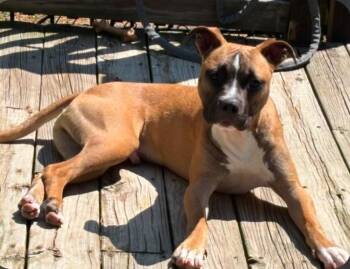 Ranger -  Pit Bull Terrier and Patterdale Terrier Fell Terrier Dog for Adoption in Churchville, New York - Ranger | PetCurious