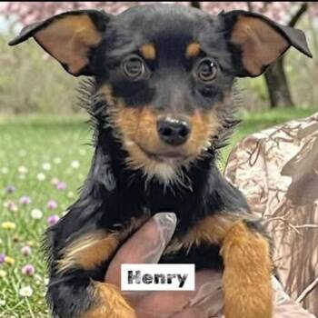 Jack Russell Terrier and Mixed Breed Dogs Available for Adoption in Rockville, Maryland - Henry | PetCurious