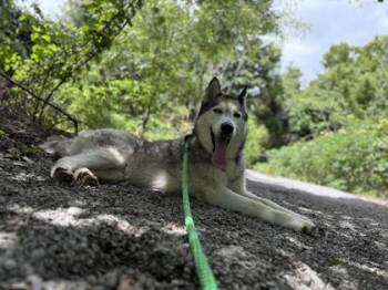 Puffball -  Siberian Husky and Mixed Breed Dog for Adoption in New Orleans, Louisiana - Puffball | PetCurious