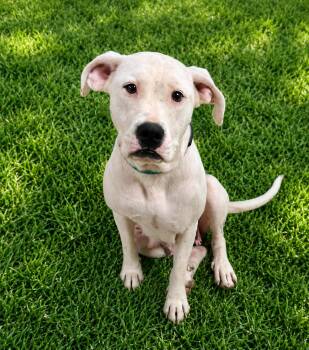 Pancake -  Boxer Dog for Adoption in Bandera, Texas - Pancake | PetCurious