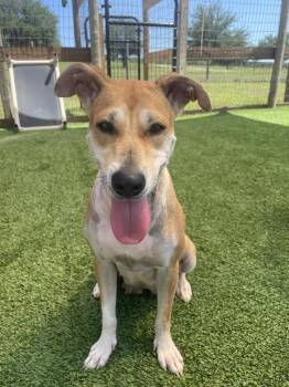 Black Mouth Cur and Labrador Retriever Dogs Available for Adoption in Winter Garden, Florida - Pamela | PetCurious