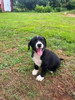 Buster -  Mixed Breed Dog for Adoption in Acworth, Georgia - Buster | PetCurious