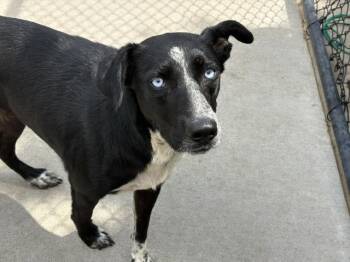 CARSON -  Border Collie and Mixed Breed Dog for Adoption in Tulsa, Oklahoma - CARSON | PetCurious