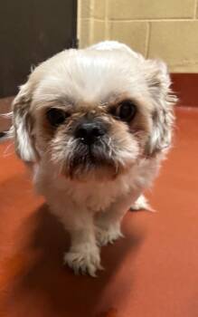 Shih Tzu Dogs Available for Adoption in Douglasville, Georgia - Pugh | PetCurious