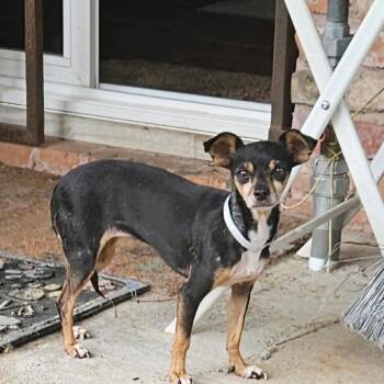Selena *Arriving 10/24* D12818 -  Chihuahua and Dachshund Dog for Adoption - Selena *Arriving 10/24* D12818 | PetCurious