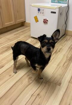 Terrier Dogs Available for Adoption in Durango, Colorado - MiMi | PetCurious