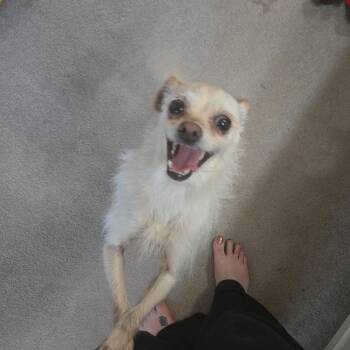 Winnie -  Chihuahua and Wirehaired Terrier Dog for Adoption in Omaha, Nebraska - Winnie | PetCurious