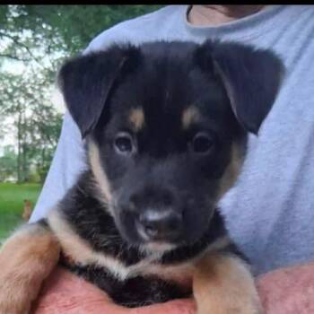 Shepherd and Catahoula Leopard Dog Dogs Available for Adoption in Brockport, New York - Luka | PetCurious