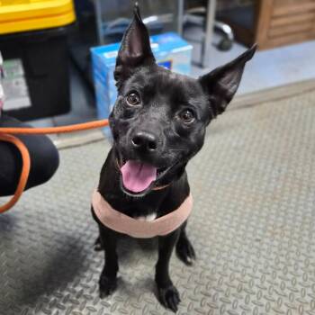 Terrier Dogs Available for Adoption - Bailey | PetCurious