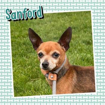 Sanford -  Chihuahua Dog for Adoption in Hudson, Illinois - Sanford | PetCurious