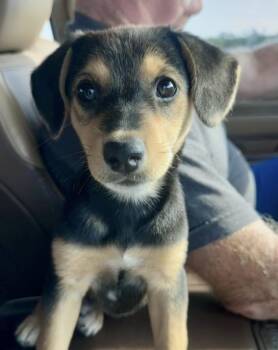 Nikki -  Beagle and Dachshund Dog for Adoption in Copiague, New York - Nikki | PetCurious