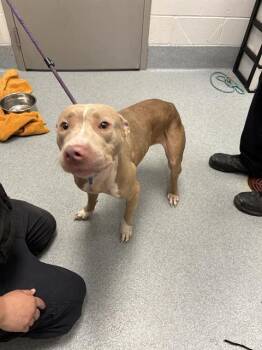 FRESCA -  Pit Bull Terrier and Mixed Breed Dog for Adoption in Indianapolis, Indiana - FRESCA | PetCurious