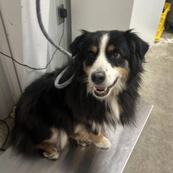 Brows -  Australian Shepherd Dog for Adoption in Emporia, Kansas - Brows | PetCurious