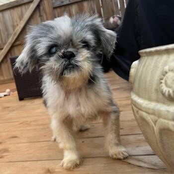 Shih Tzu Dogs Available for Adoption - Yuella | PetCurious