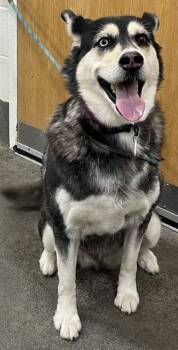 Siberian Husky Dogs Available for Adoption - DAISY | PetCurious