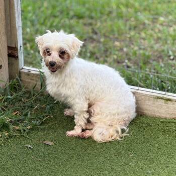 Rescue Maltese Dogs for Adoption in Loxahatchee Groves, Florida - Bliss 3733 | PetCurious
