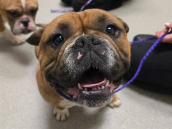 English Bulldog Dogs Available for Adoption in Auburn, California - PRINCESS LEIA | PetCurious