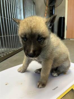 TEE* -  German Shepherd Dog and Mixed Breed Dog for Adoption in Santa Cruz, California - TEE* | PetCurious