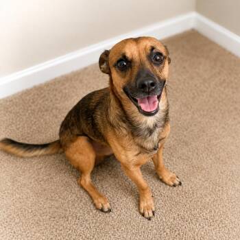 AK -  Chihuahua and Dachshund Dog for Adoption in Jupiter, Florida - AK | PetCurious