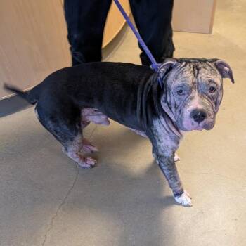 American Staffordshire Terrier Dogs Available for Adoption - Beefcake No. 2 | PetCurious