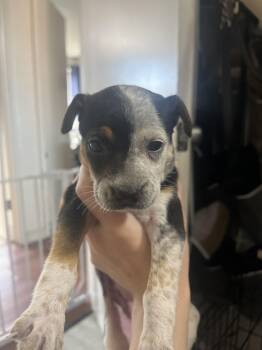 Barley -  Australian Cattle Dog Blue Heeler Dog for Adoption in Penryn, California - Barley | PetCurious