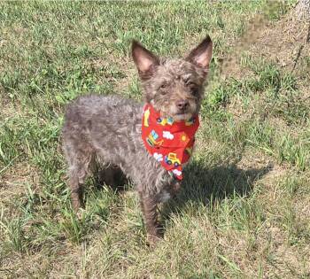 Teddy -  Rat Terrier and Miniature Poodle Dog for Adoption in Jamestown, North Dakota - Teddy | PetCurious