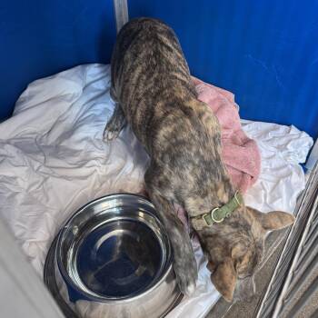 Trixie -  Mixed Breed Dog for Adoption in Las Cruces, New Mexico - Trixie | PetCurious
