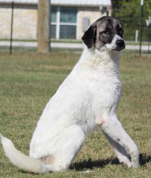 Judy -  Anatolian Shepherd Dog for Adoption in Temple, Texas - Judy | PetCurious